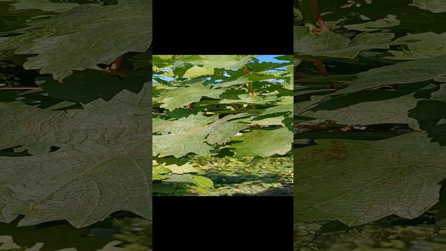 весна.mp4