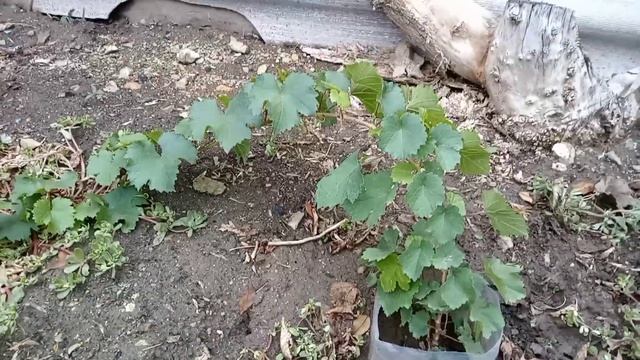 Посадка винограда осенью черенками в грунт/Как обрезать и формировать молодые кусты винограда?