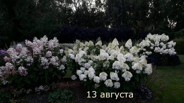 ✿➽Пройдусь по саду молча. 13.08.21.