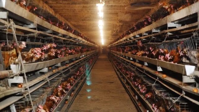 Птицефабрика