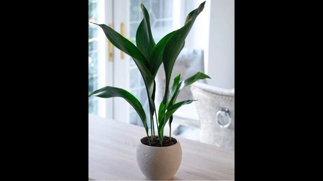 Аспидистра. Декоративнолистное комнатное растение