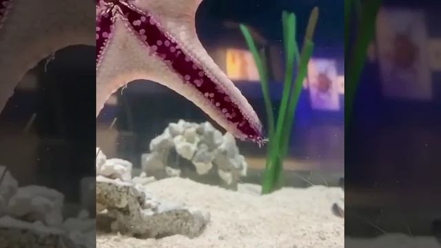 Передвижение морской звезды.