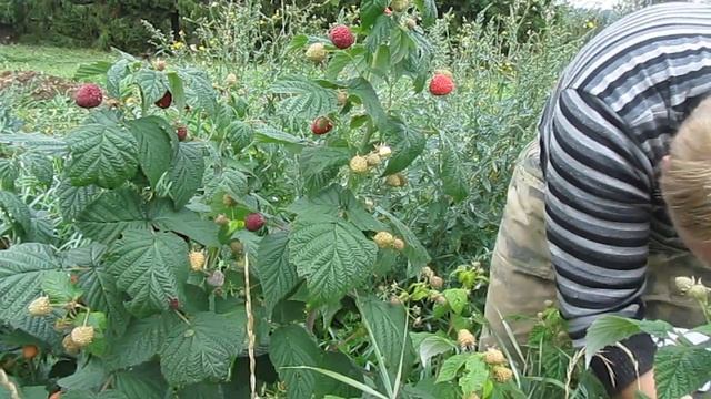 Малина ремонтантная Геракл