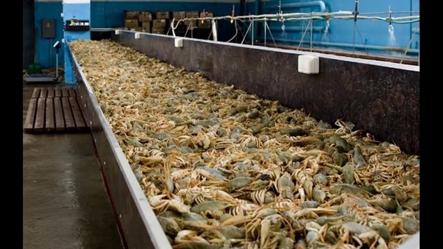 Можно ли вырастить раков в домашних условиях?