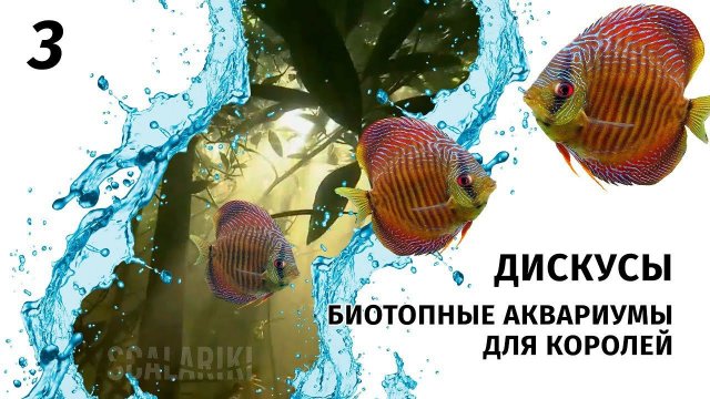Дискусы. Часть 3. Идеальные условия для содержания дискусов в аквариуме