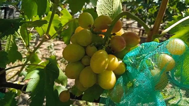 Виноград Миланка и Абажур