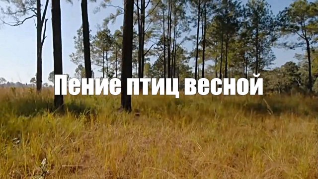 Пение птиц весной (звуки птиц, насекомых) для отдыха. 1 час релакса