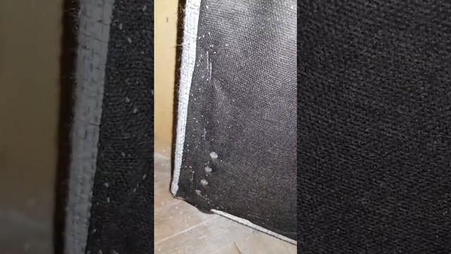 Как выглядят яйца клопов? И помогает ли дуст от клопов?