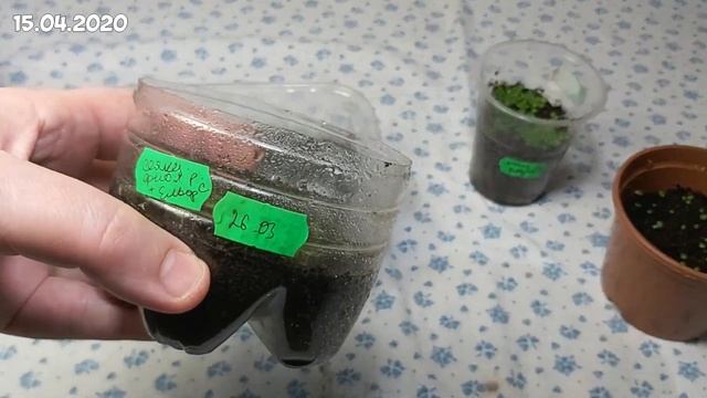 Фиалка от семечки до цветения. ЧАСТЬ 1. Эксперимент селекции фиалок в домашних условиях | violets