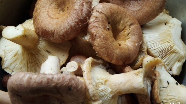 Как СОЛИТЬ ВОЛНУШКИ горячим способом. Простой и очень вкусный рецепт.