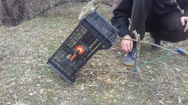 Охота на птицу. Поймал голубя! Установка ловушки.
