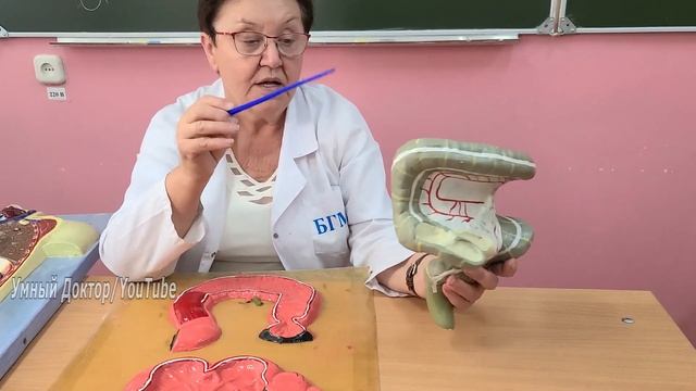 Толстая кишка (Colon). Анатомия толстой кишки. Анатомия аппендикса