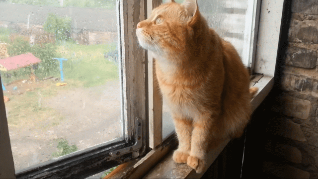 Кошкин дождь