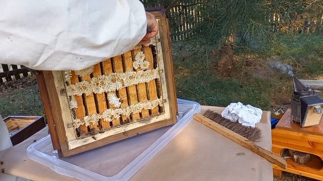 Японский улей, отбор меда.