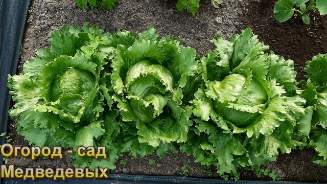 Посадка салатов и капусты на рассаду