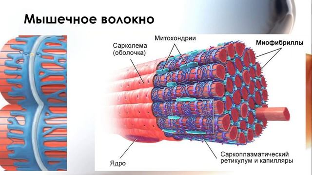 Физиология мышц