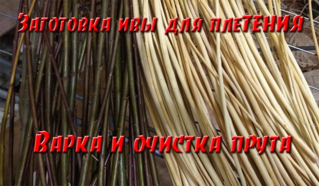 Заготовка ивы для плетения. Варка и очистка прута в домашних условиях
