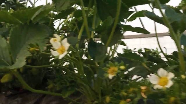 3 проблемы выращивания клубники в теплице на малообьемке