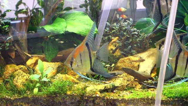 Акваскейпинг. Аквадизайн.  Аквариум 200 литров. Стрижка газона из Хемиантуса.