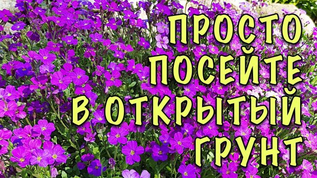 Неприхотливые МНОГОЛЕТНИКИ которые ОЧЕНЬ легко ВЫРАСТИТЬ из семян