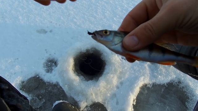 Белоярка насосная разведка боем, зимняя рыбалка