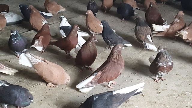 Голуби мелитопольские 27 декабря 2021 г.