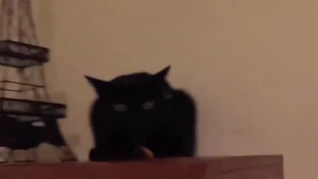 Черный кот.mp4