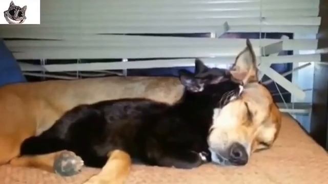 Кошки и собаки и котята дружт не разлей вода,ЮМОР СМЕХ