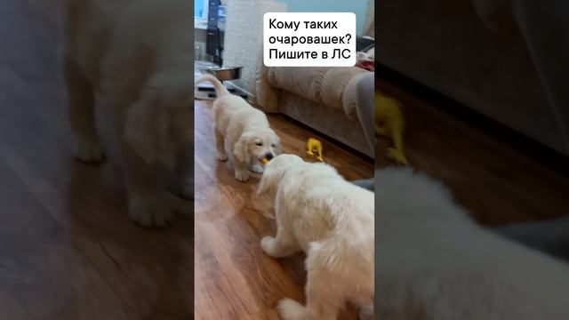 1702663883614.mp4
