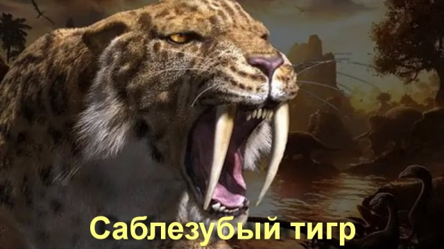 Саблезубый тигр - Интересные факты