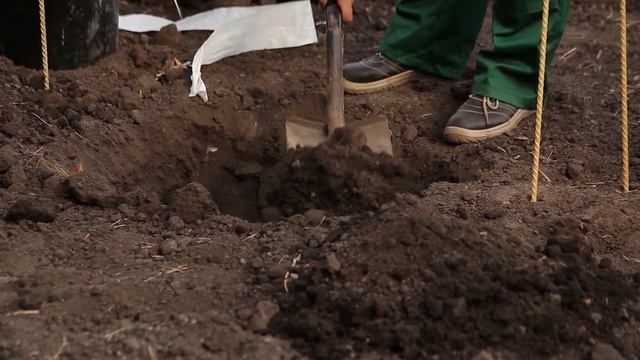 Подготовка к посадке плодовых деревьев и кустарников.