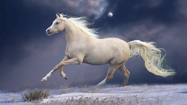 Лошадь моя, белая