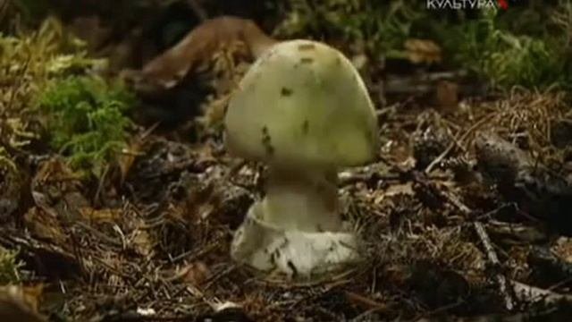 Интересные факты о грибах