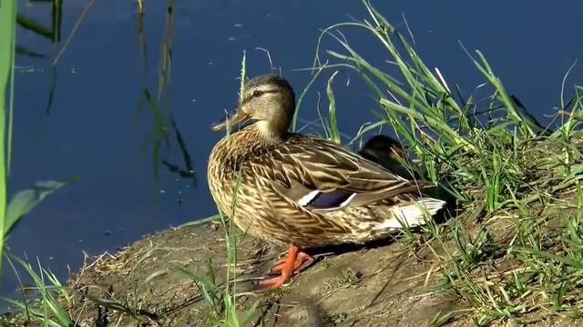 《洪湖水浪打浪》 西西