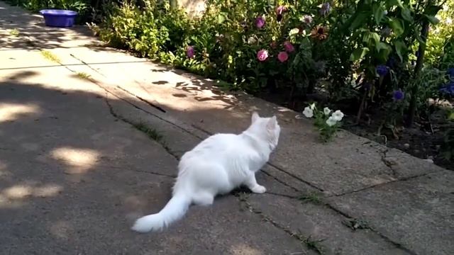 Турецкая ангора