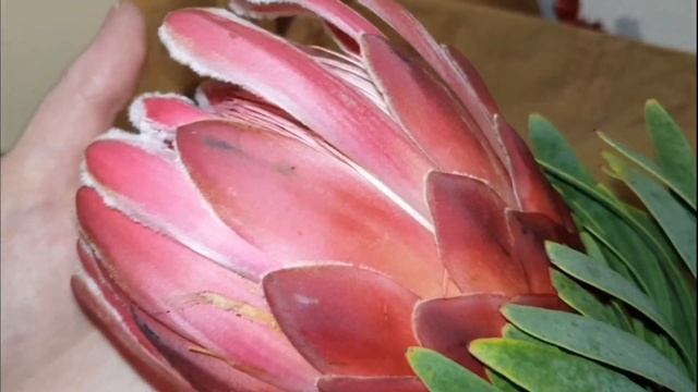 #ПРОТЕЯ. Моя цветочная композиция