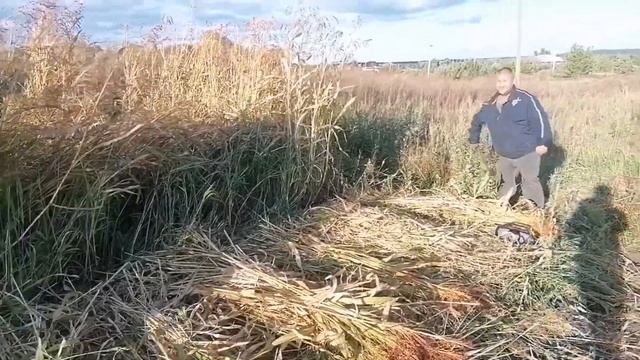 сорго веники