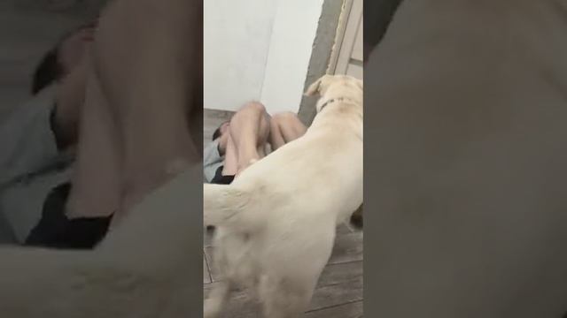 Любовь собачья