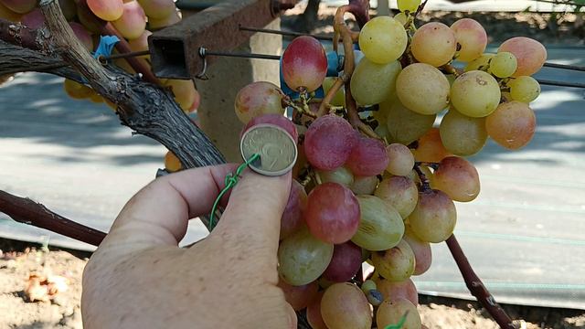 Виноград Купидон (Щенников О. Н.) виноградник Король В. Н. г. Краснодар Slava.King2007@mail.ru