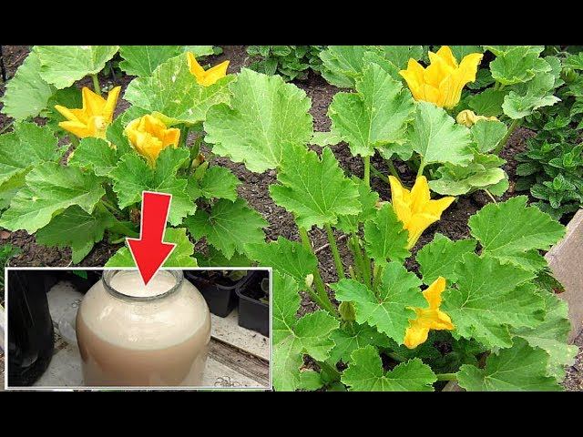 Кабачки вырастут огромными если во время цветения подкормить этим! Подкормка кабачков летом!