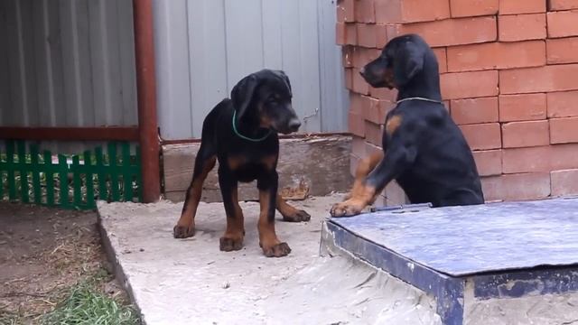Щенки добермана №2 питомника ФОРТУНАТО ДЕ ЛЮМАР / Doberman puppies FORTUNATO DE LUMAR kennel