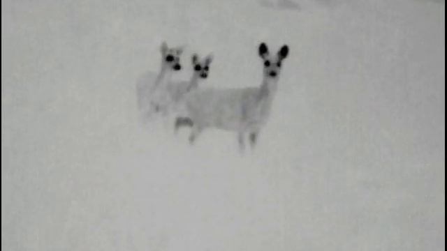 Snowdon Close Roe deer calling(thermal video with Pulsar Helion XQ38F)