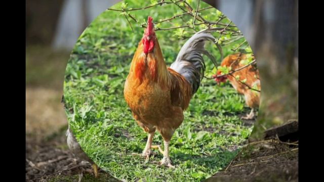 Звук петуха. Крик петуха. Как кукарекает петух - Звуки животных