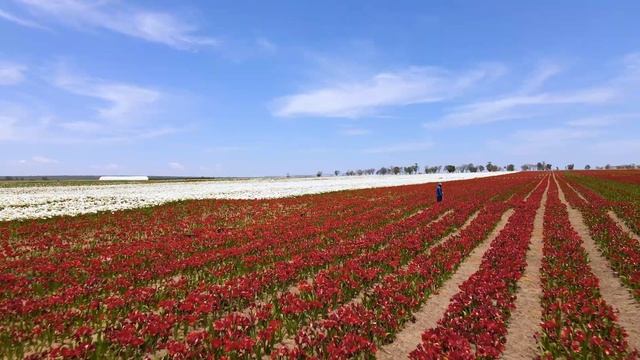 Hadeco's Flowering Amaryllis Fields 2020