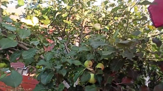 Яблоня Орлинка.Обзор сорта.