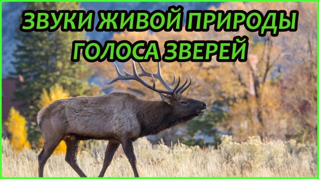 Звуки Живой природы. Голоса зверей