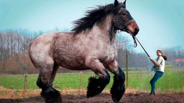 Топ 10 Самых БОЛЬШИХ Животных В Мире.