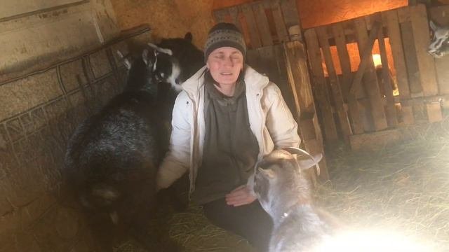 Какую козу держать?Рогатую или комолую?Что лучше?