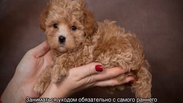 Мальтипу (собака): описание мини породы, сколько живут, размер