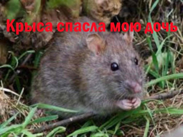 Удивительная история, как крыса отблагодарила за своё спасение. Аудио рассказы. Интересные истории.